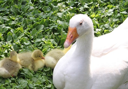 a goose with her goslings at Black Creek Pioneer Village