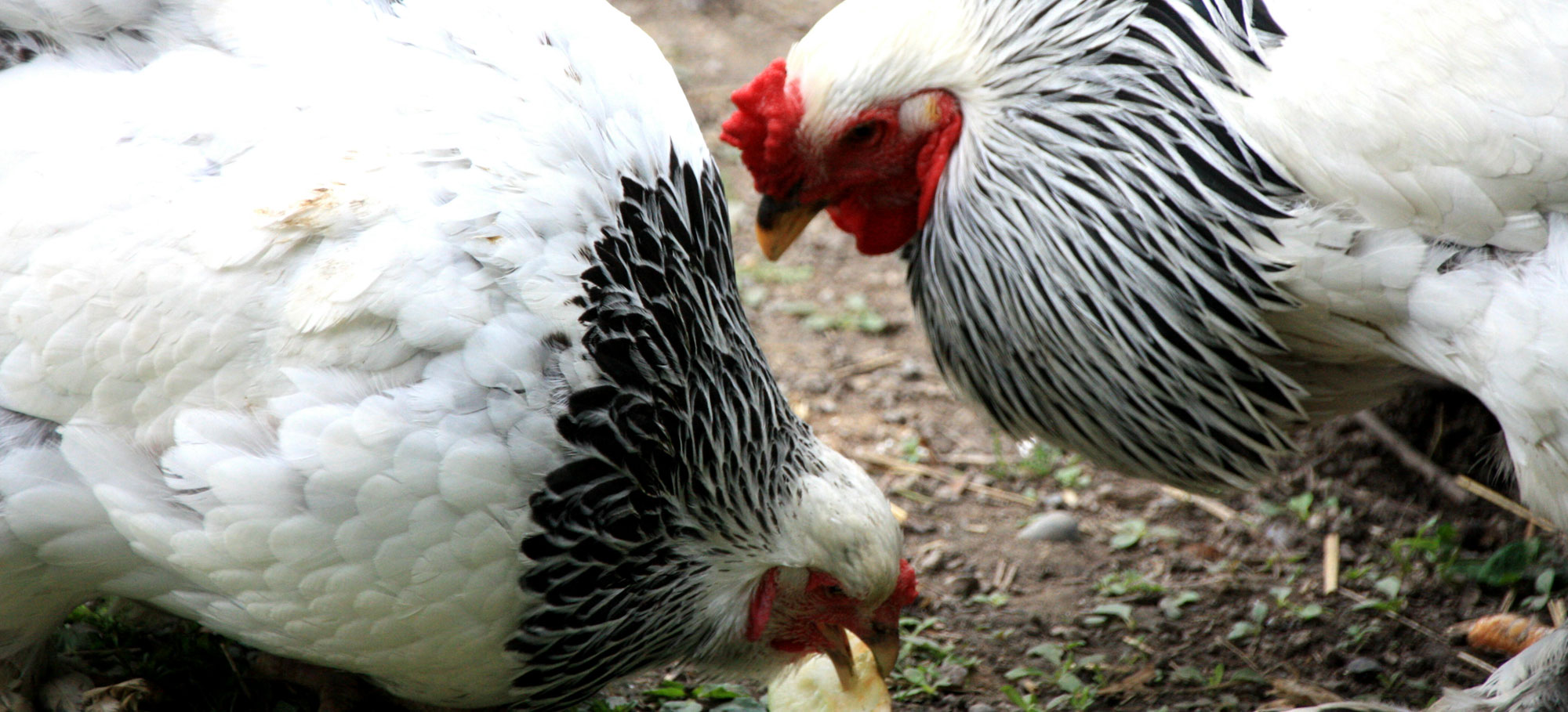 chickens in their pen at The Village at Black Creek