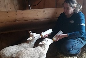 livestock team member cares for lambs at Black Creek Pioneer Village