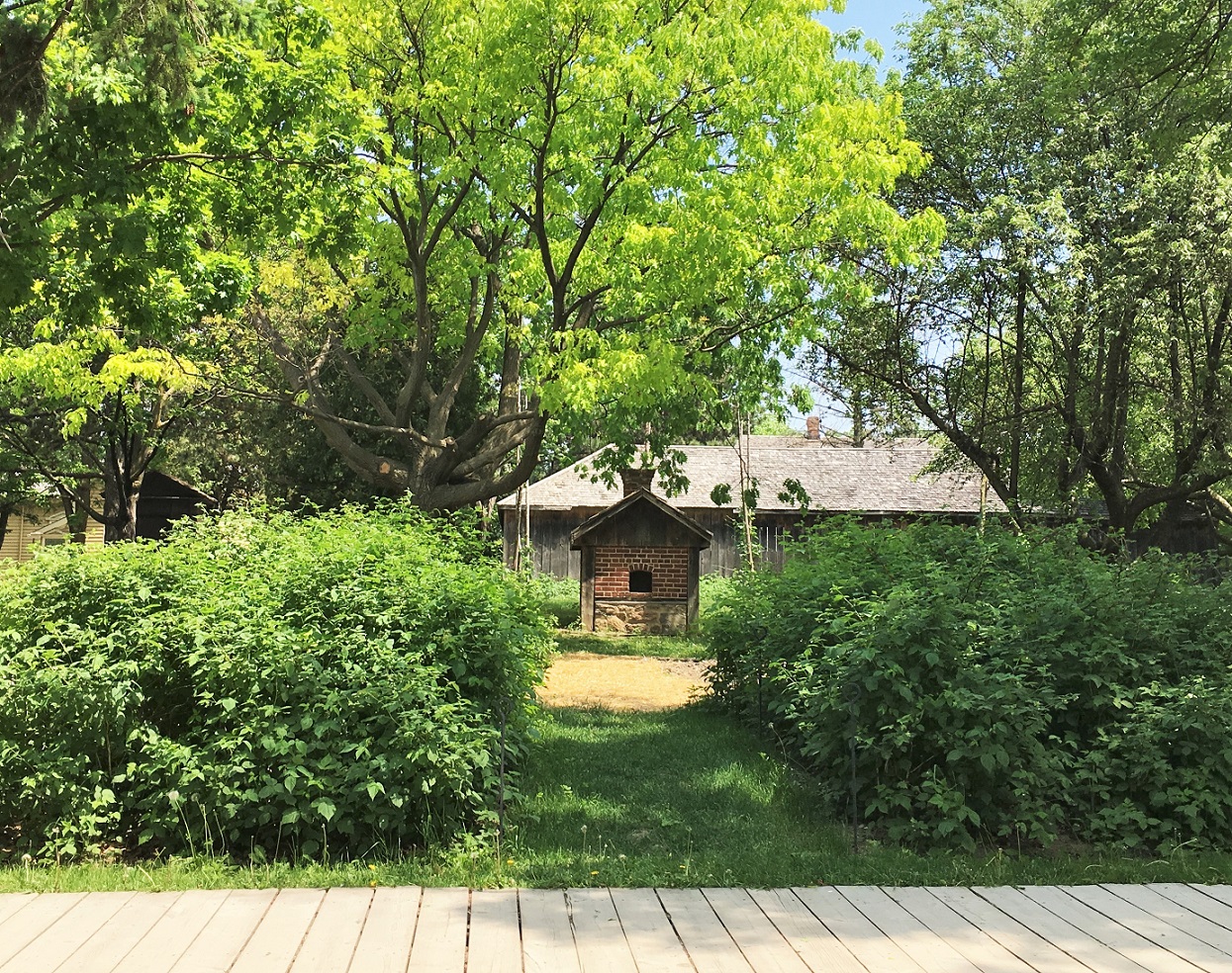 berry garden at the Village at Black Creek