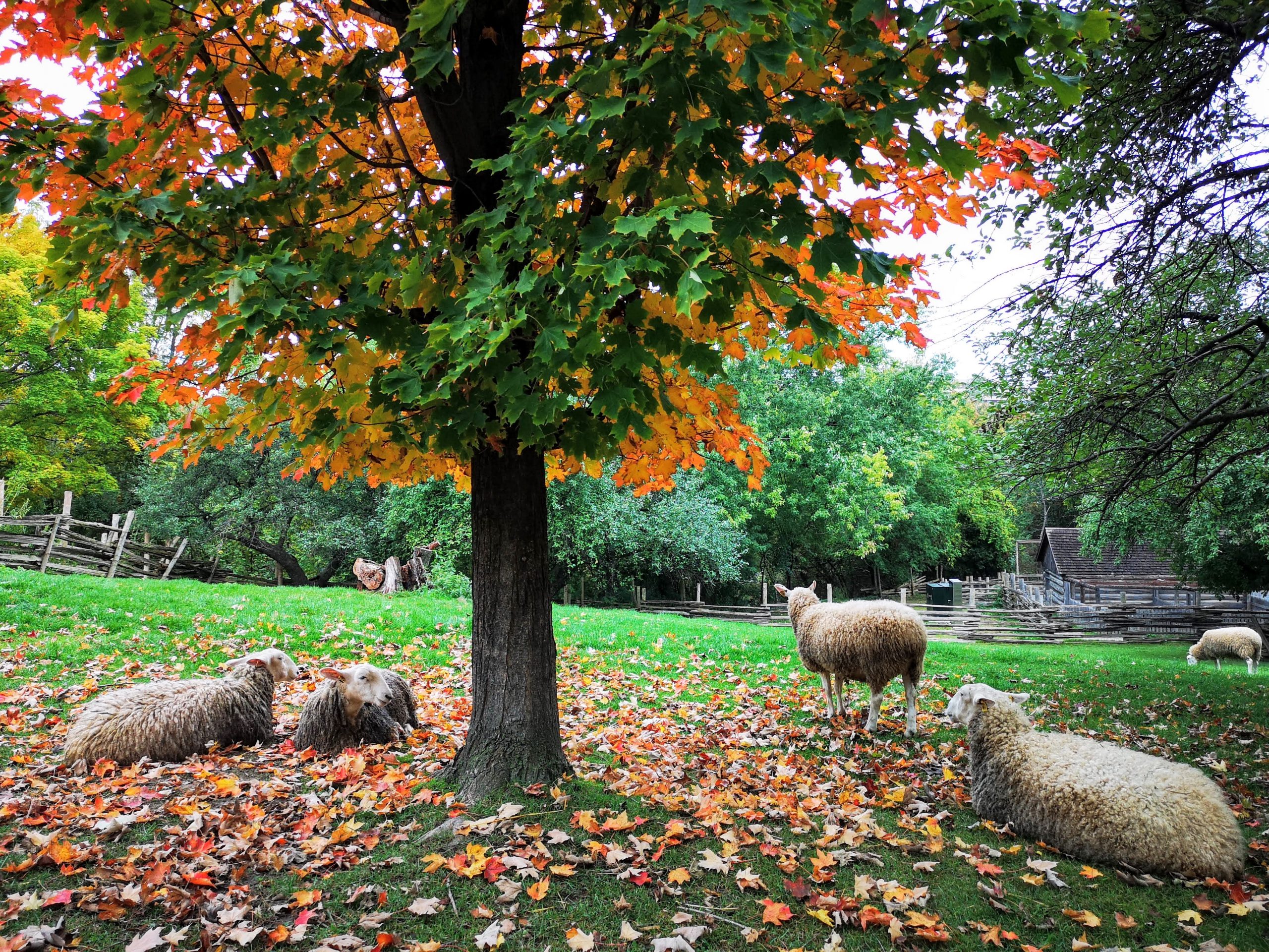 Sheep during autumn