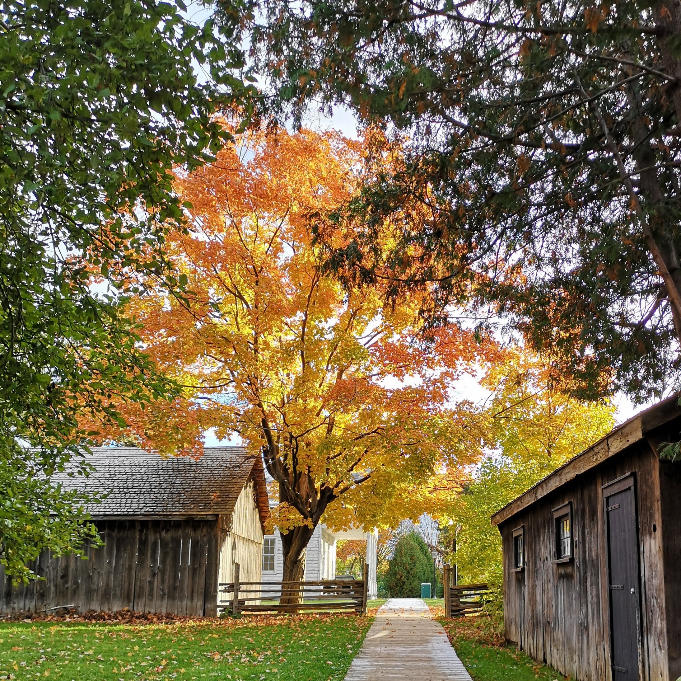 Autumn pathway