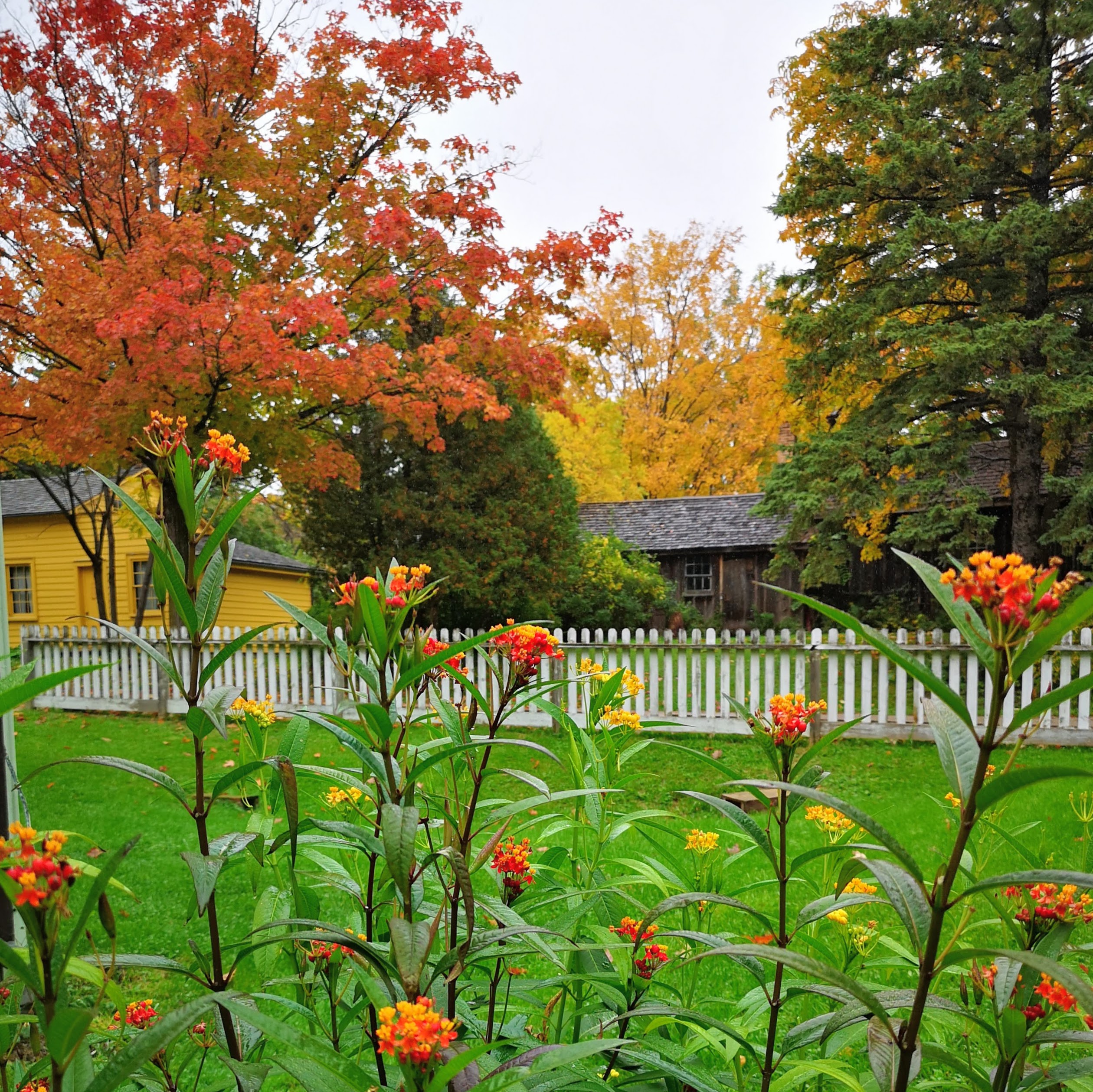 Flowers at the Burwick House