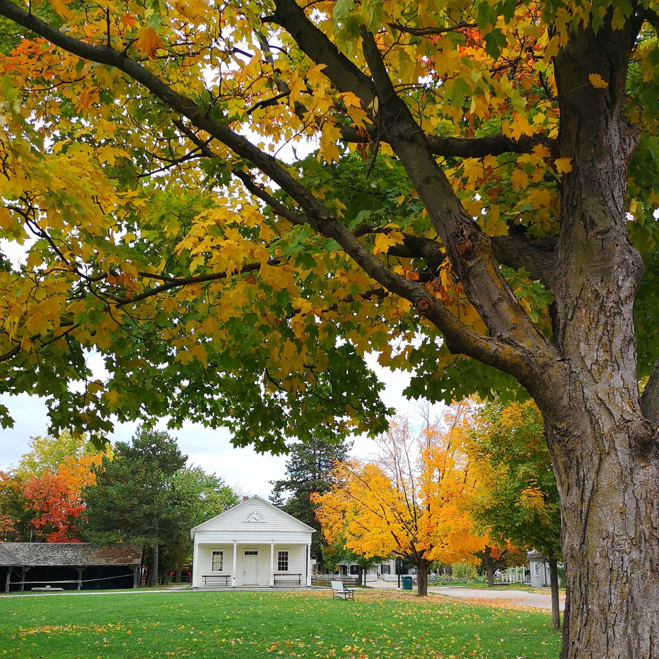 Townhall during autumn