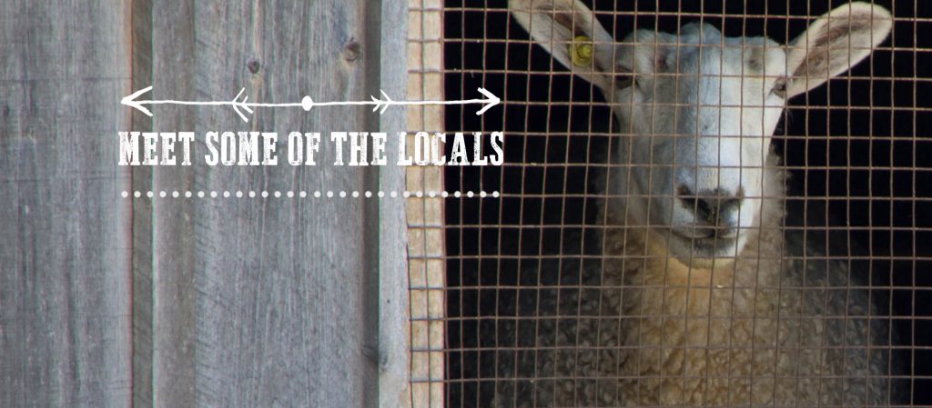 heritage breed goat in pen at Black Creek Pioneer Village