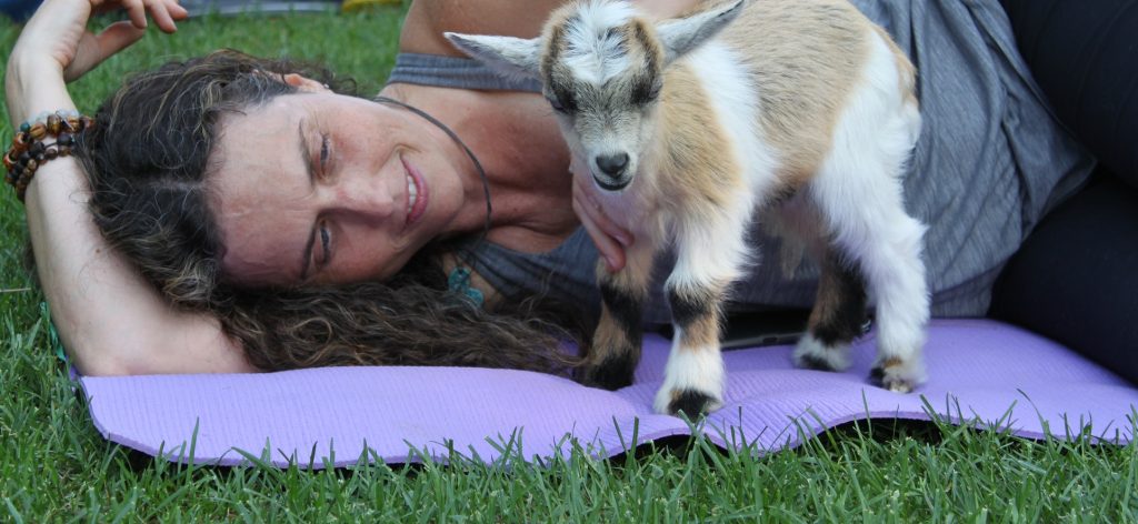 goat yoga session at Black Creek Pioneer Village