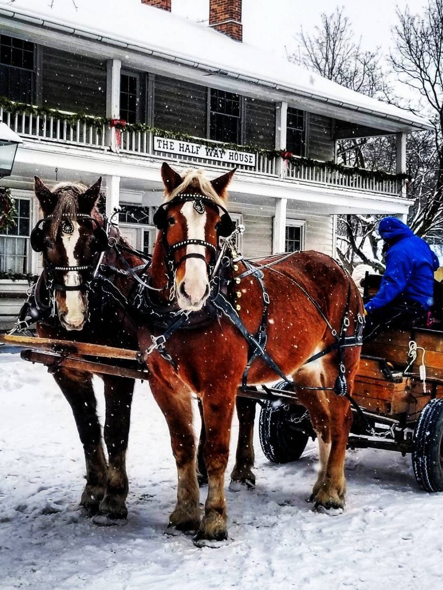 A horse-drawn carrage and horses