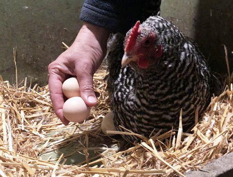 farmer gathers fresh eggs from nest of hen