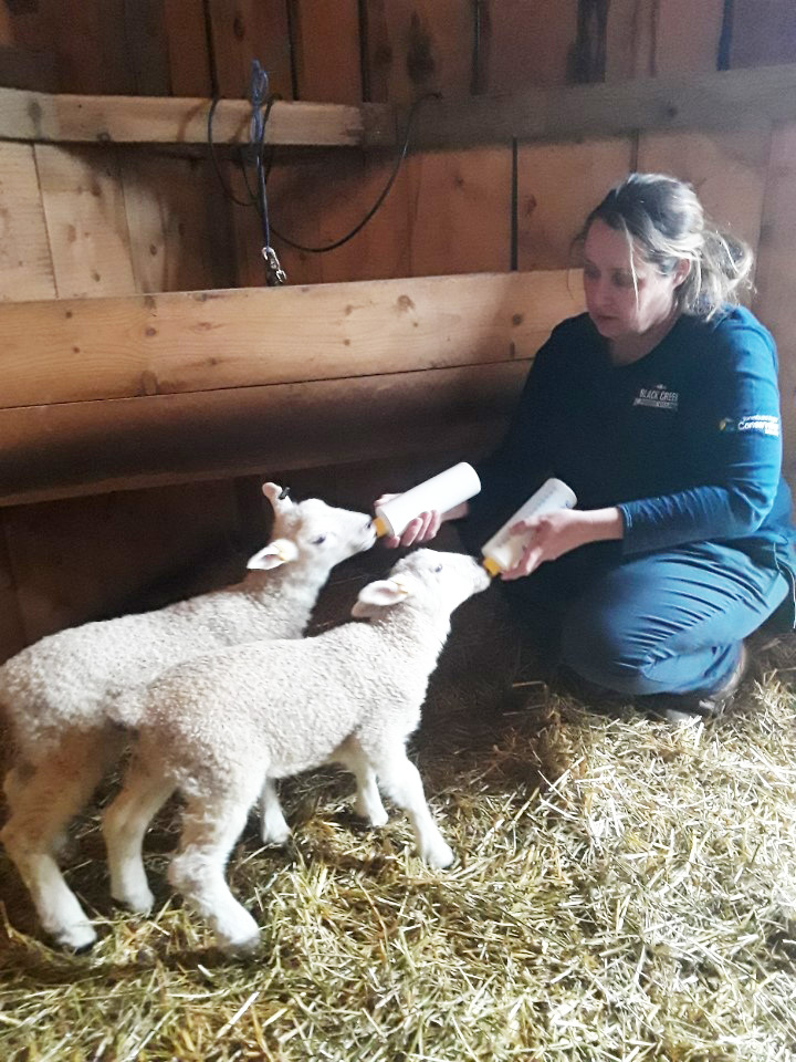 Black Creek staff member bottle feeds young lambs