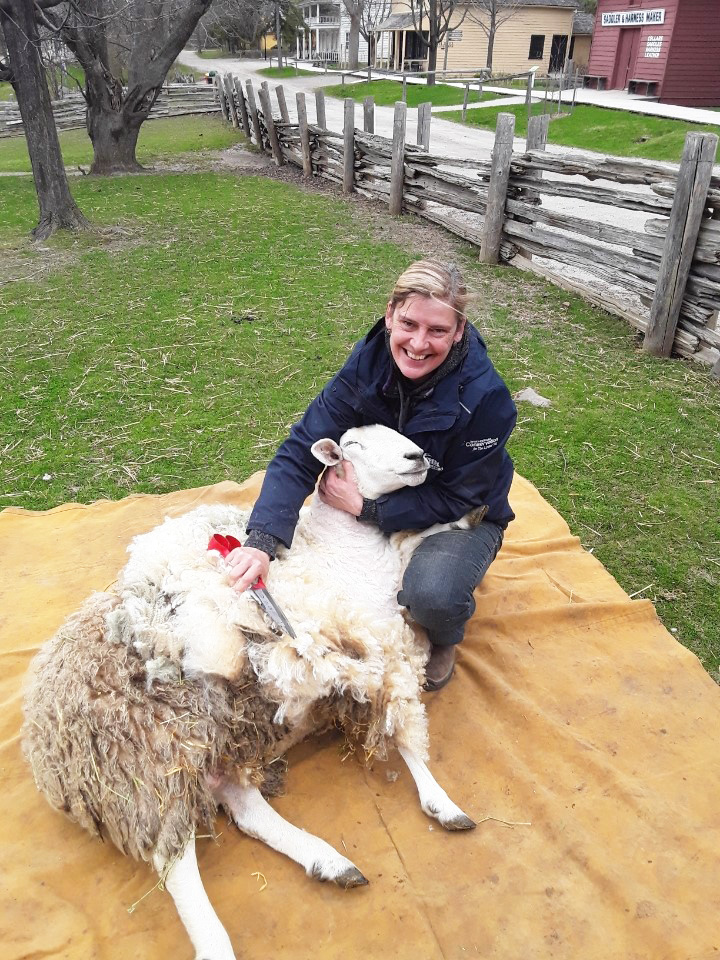 Black Creek staff member shears sheep