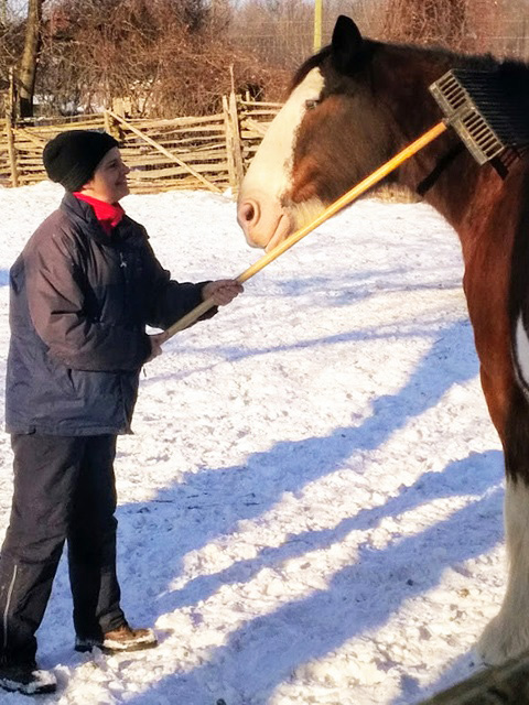 Black Creek staff member brushes mane of Clydesdale horse