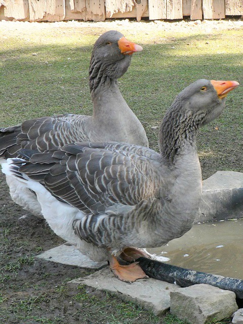 Toulouse geese at Black Creek Pioneer Village