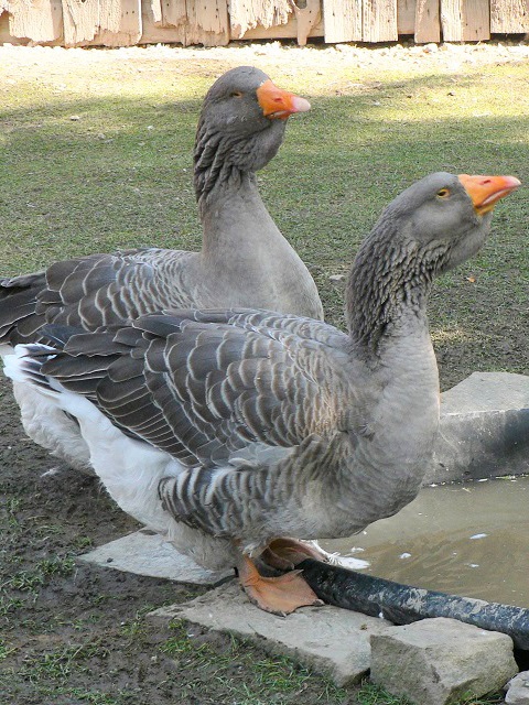 Toulouse geese at the Village at Black Creek