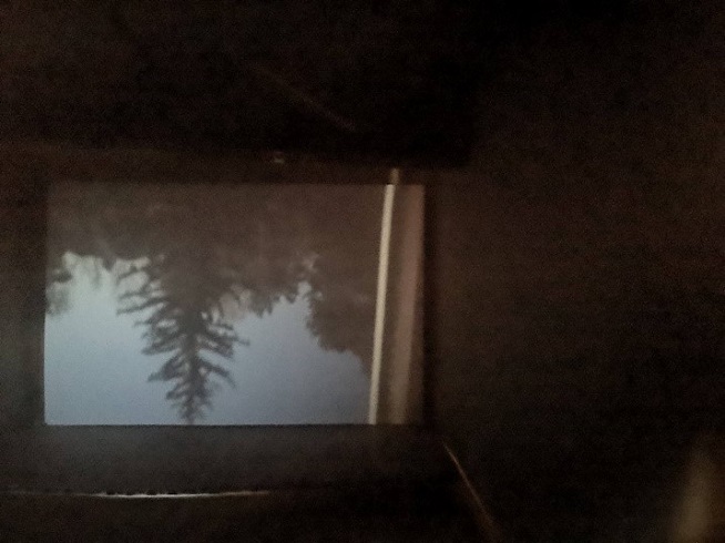 Upside-down image of a tree projected inside a camera obscura