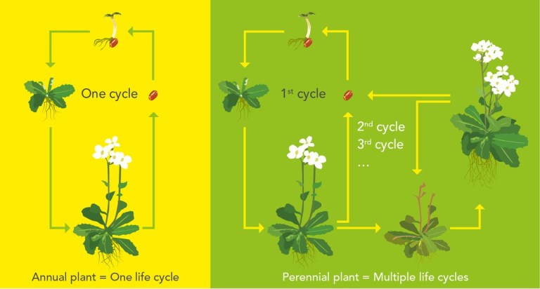 diagram depicting life cycles of annual and perennial plants