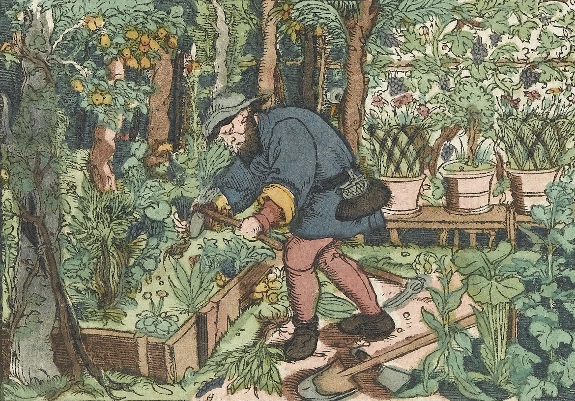 medieval illustration of a monk tending a monastic garden