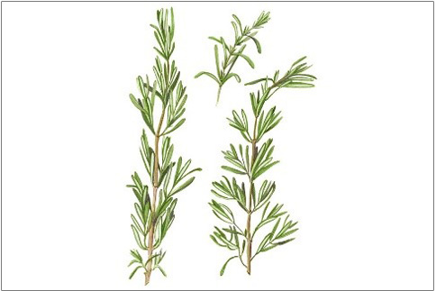 19th century illustration of rosemary