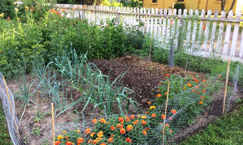 kitchen garden at Burwick House in The Village at Black Creek