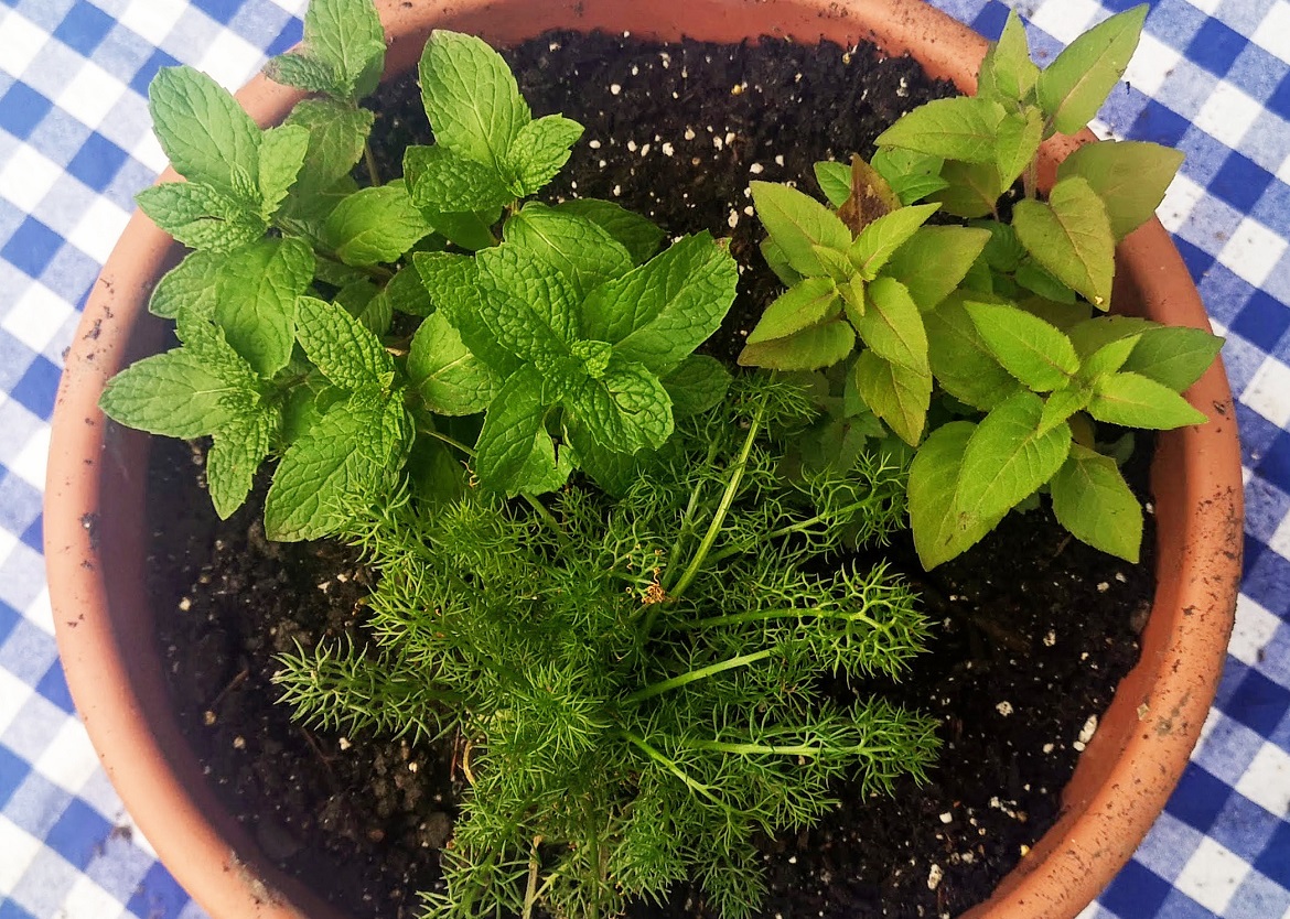 Lemon mint: planting, hardiness & uses - Plantura