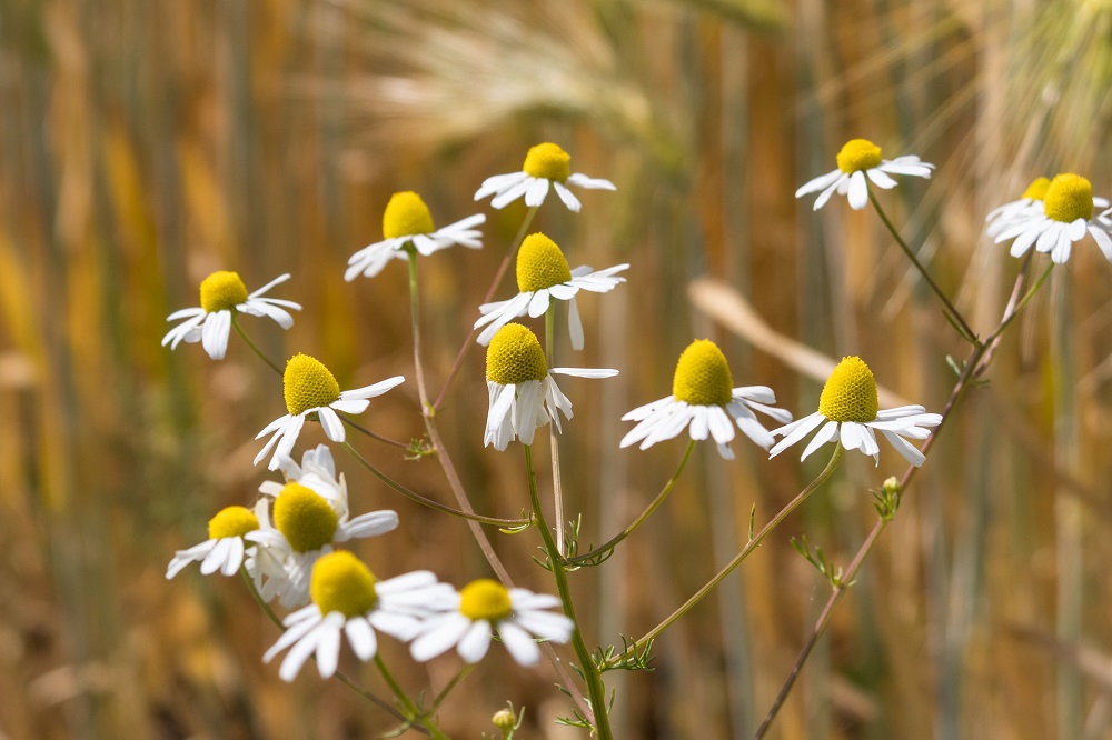 chamomile