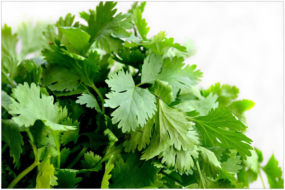 cilantro