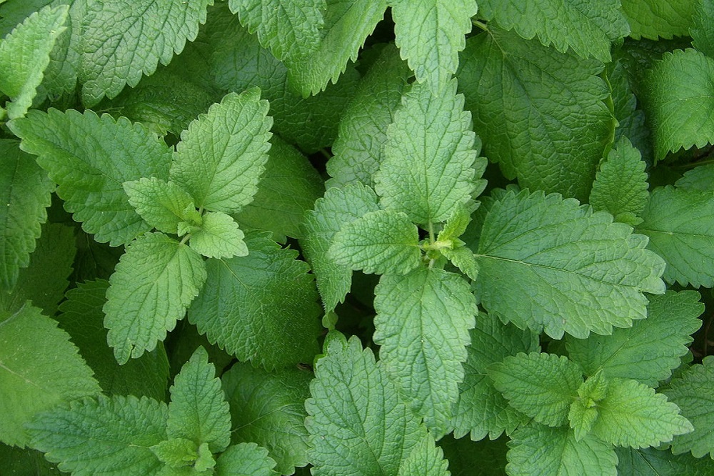 lemon balm