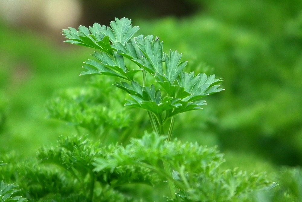 parsley