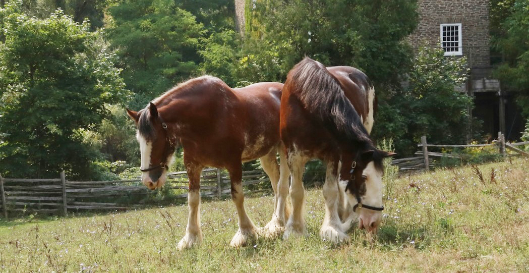 heritage breed Clydesdale horses at the Village at Black Creek