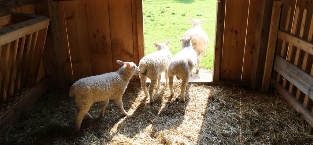 Events 2 sheep in pen at Black Creek Pioneer Village