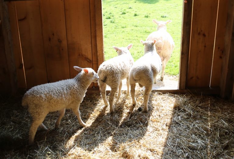 sheep in pen at Black Creek Pioneer Village
