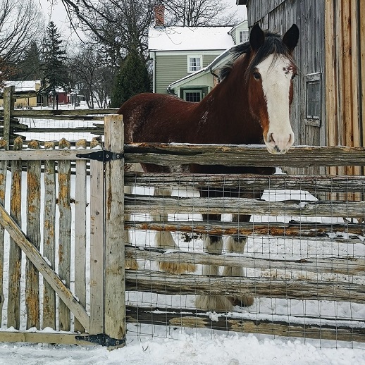 Clydesdale horse at Black Creek Pioneer Village in winter