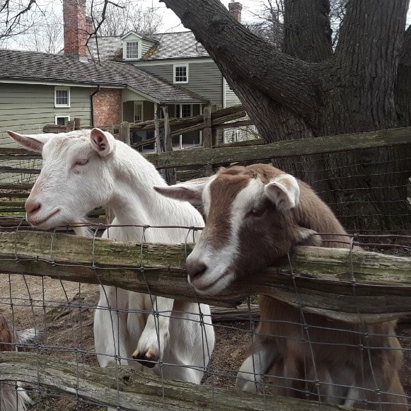 goats in pen at the Village at Black Creek