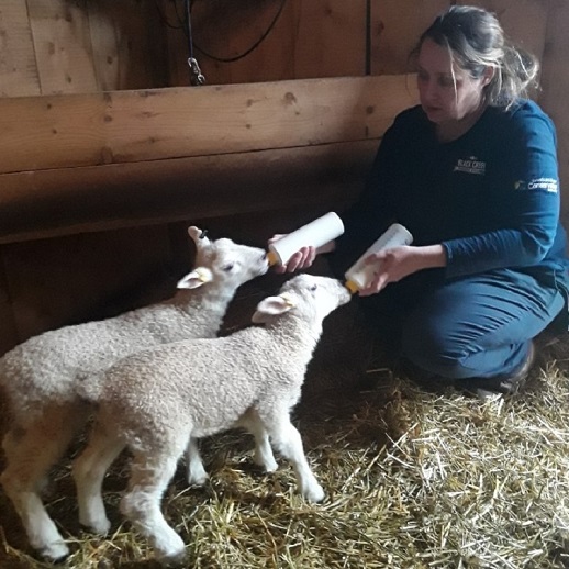 livestock team member cares for lambs at the Village at Black Creek