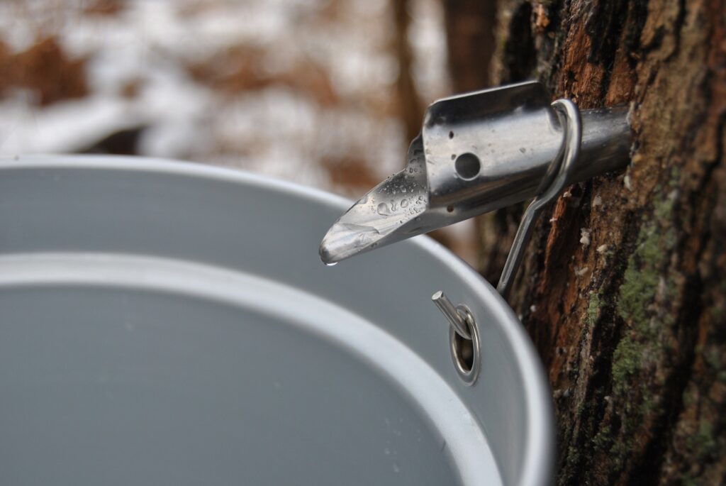 Events 5 Maple sap dripping into a bucket