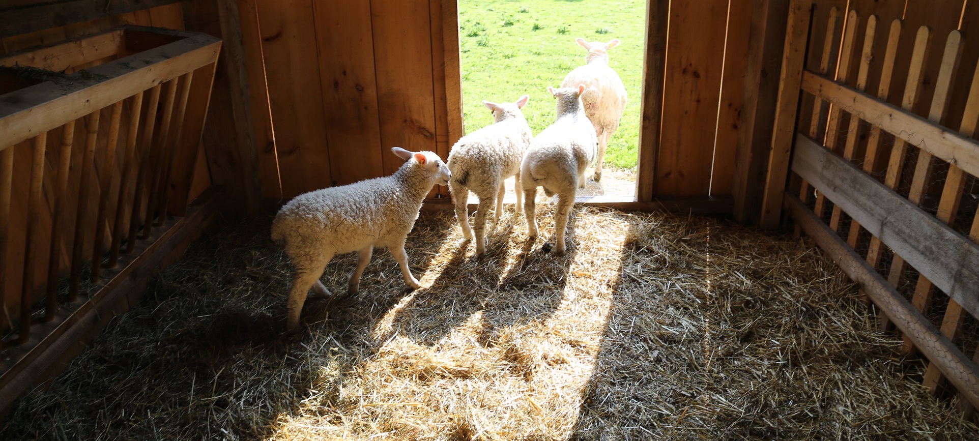 baby lambs getting out of the barn
