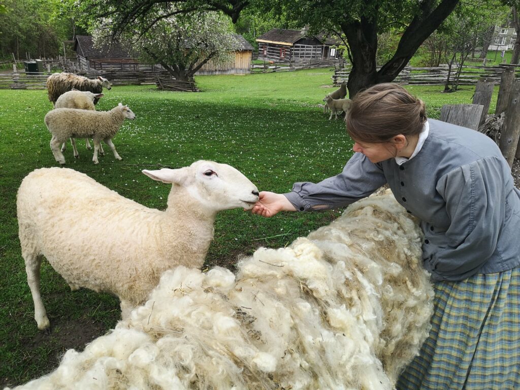 Events 13 A pioneer with a sheep that has just been sheared