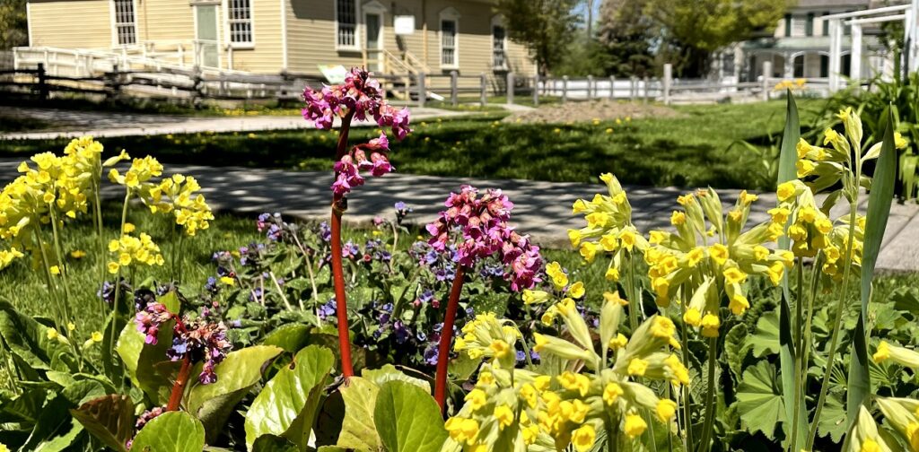 flowers bloom in garden during the summer at Black Creek Pioneer Village