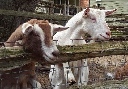 goats in pen at Black Creek Pioneer Village