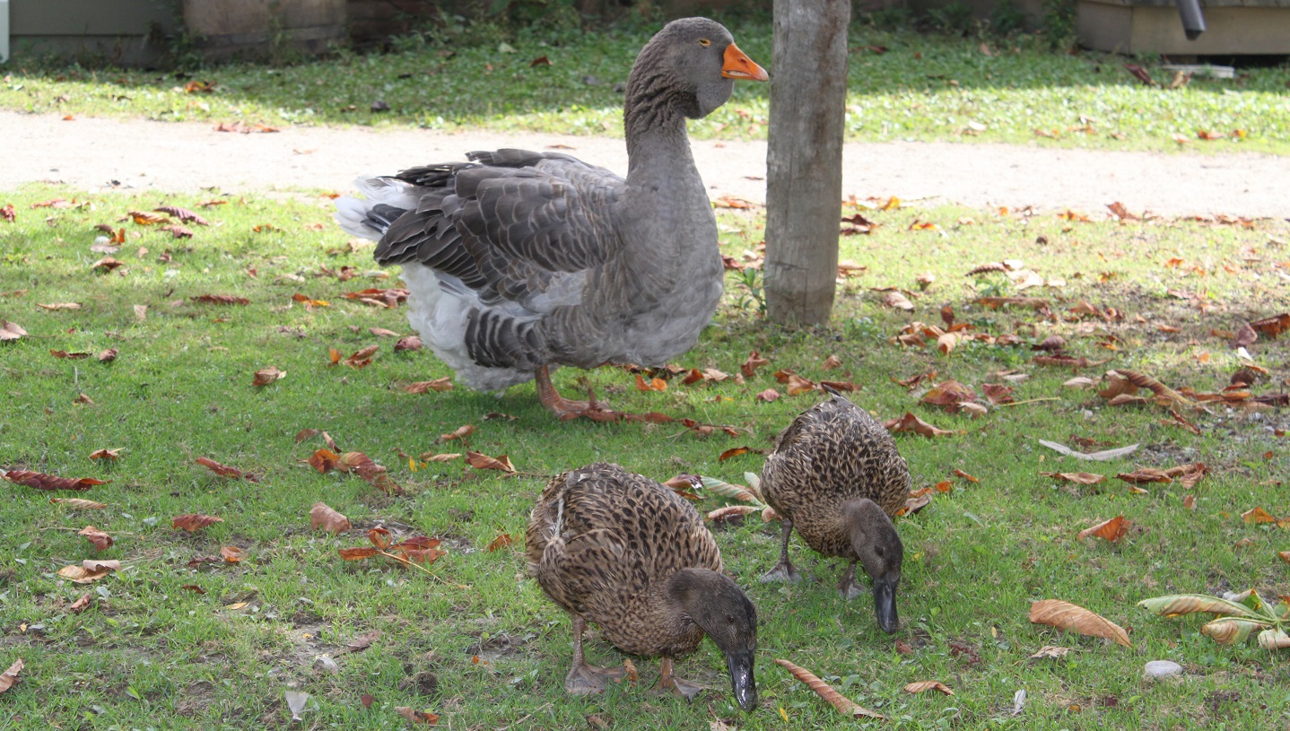 grey goose with goslings at Black Creek Pioneer Village