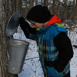 young visitor to Black Creek Pioneer Village discovers traditional technique for producing maple syrup