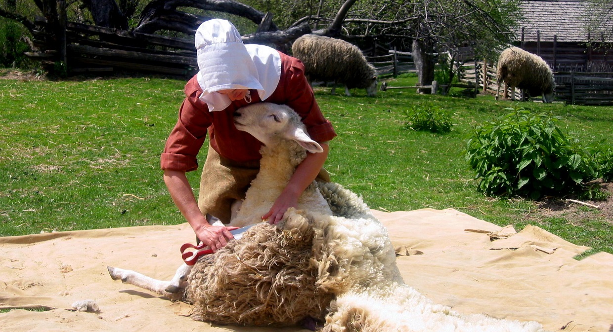 costumed educator shears sheep at Black Creek Pioneer Village