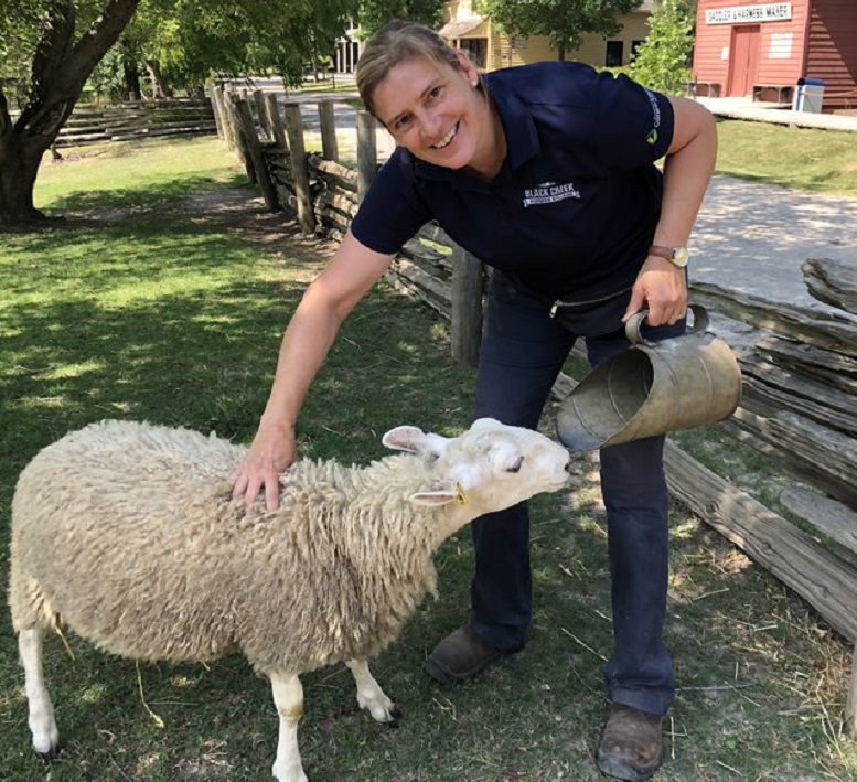 animal care specialist feeds heritage breed sheep at Black Creek Pioneer Village