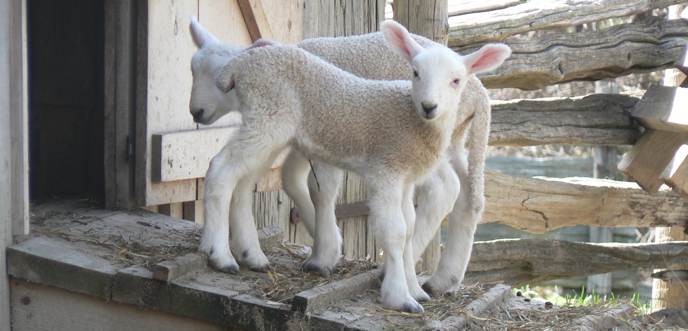 spring lambs at Black Creek Pioneer Village