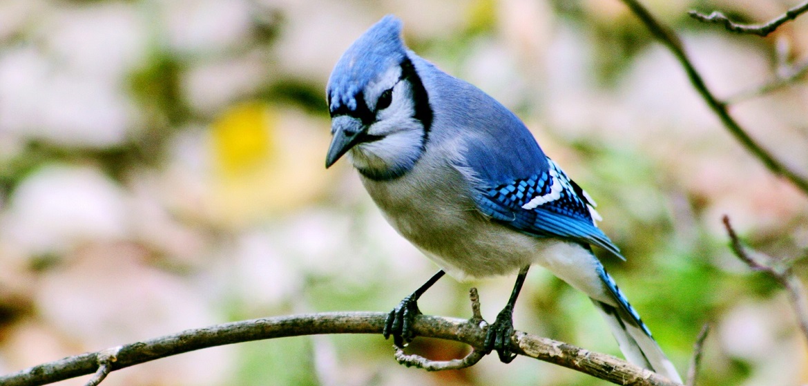 blue jay perches on branch in spring
