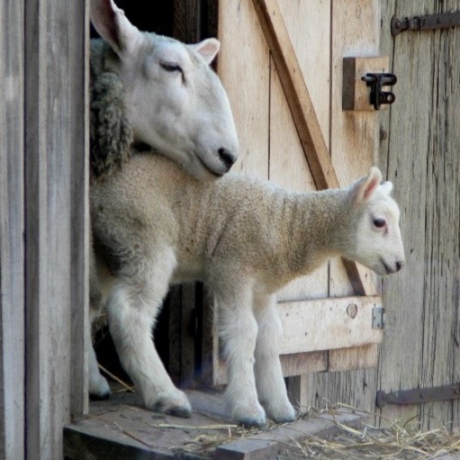 spring lambs at Black Creek Pioneer Village