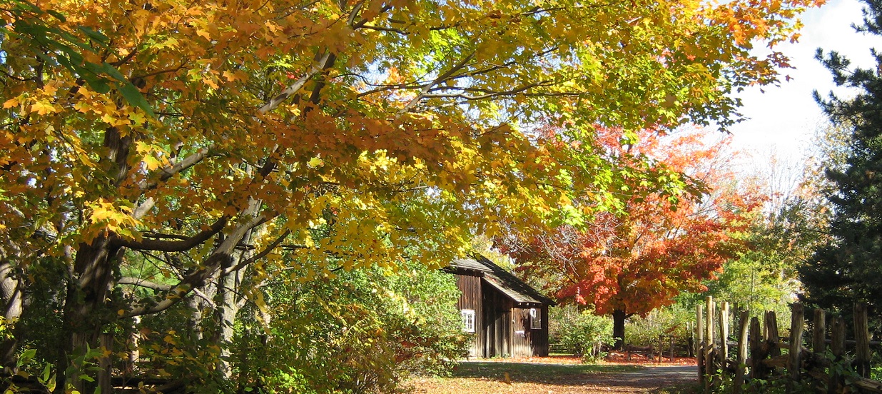 autumn leaves display their colours at Black Creek Village
