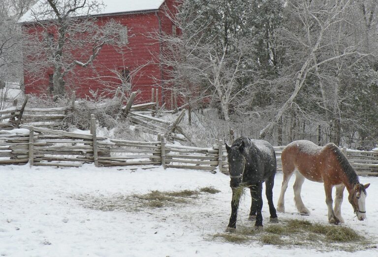 Snowy Days at The Village 1