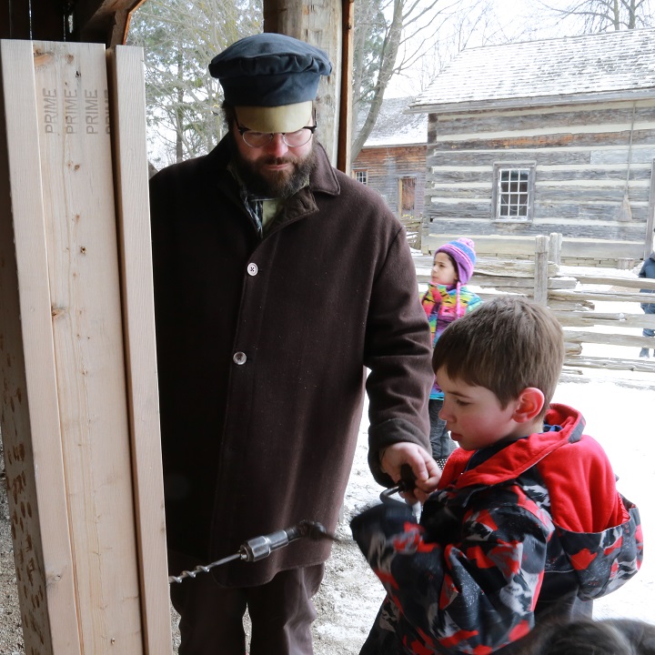costumed educator at Black Creek Pioneer Village demonstrates traditional method of tapping trees to collect sap for making maple syrup