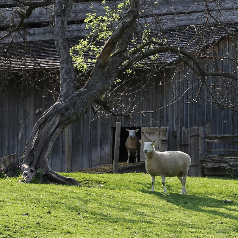 sheep graze in pasture at Black Creek Pioneer Village