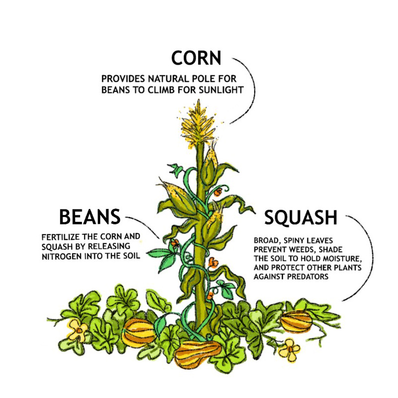 an illustration of the three sisters method of growing corn